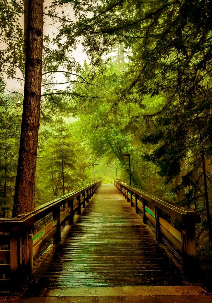 A wood bridge through the forest