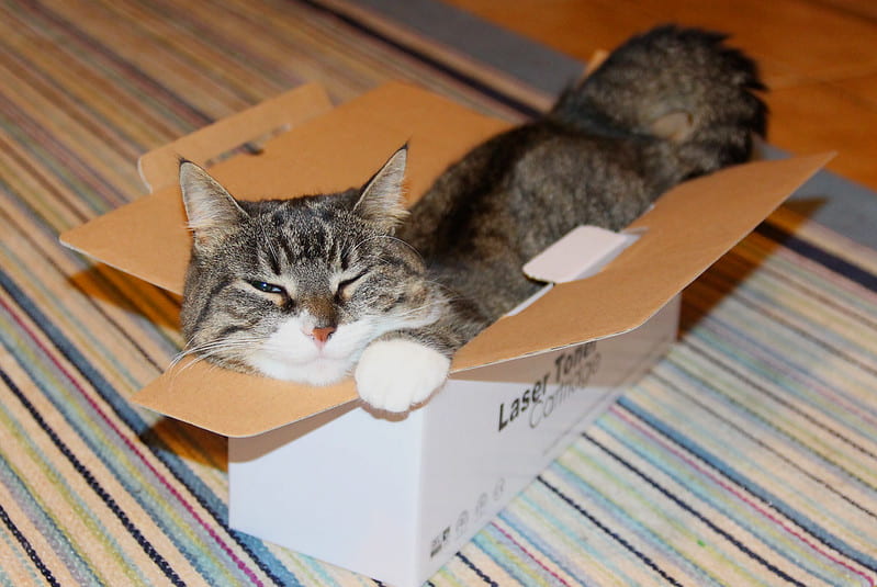 A cat inside of an empty cardboard box